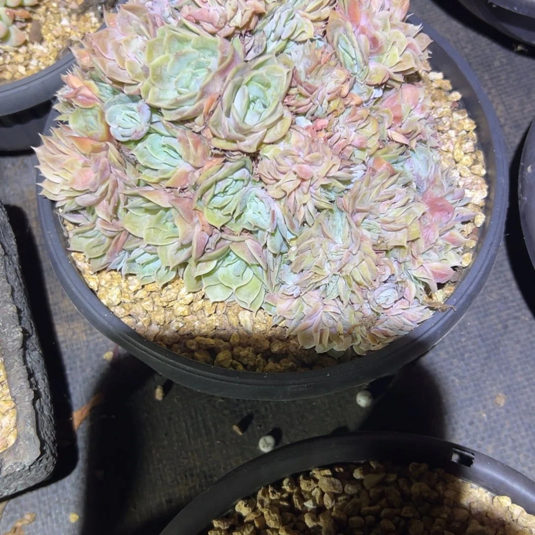 昂斯诺缀化多肉666666