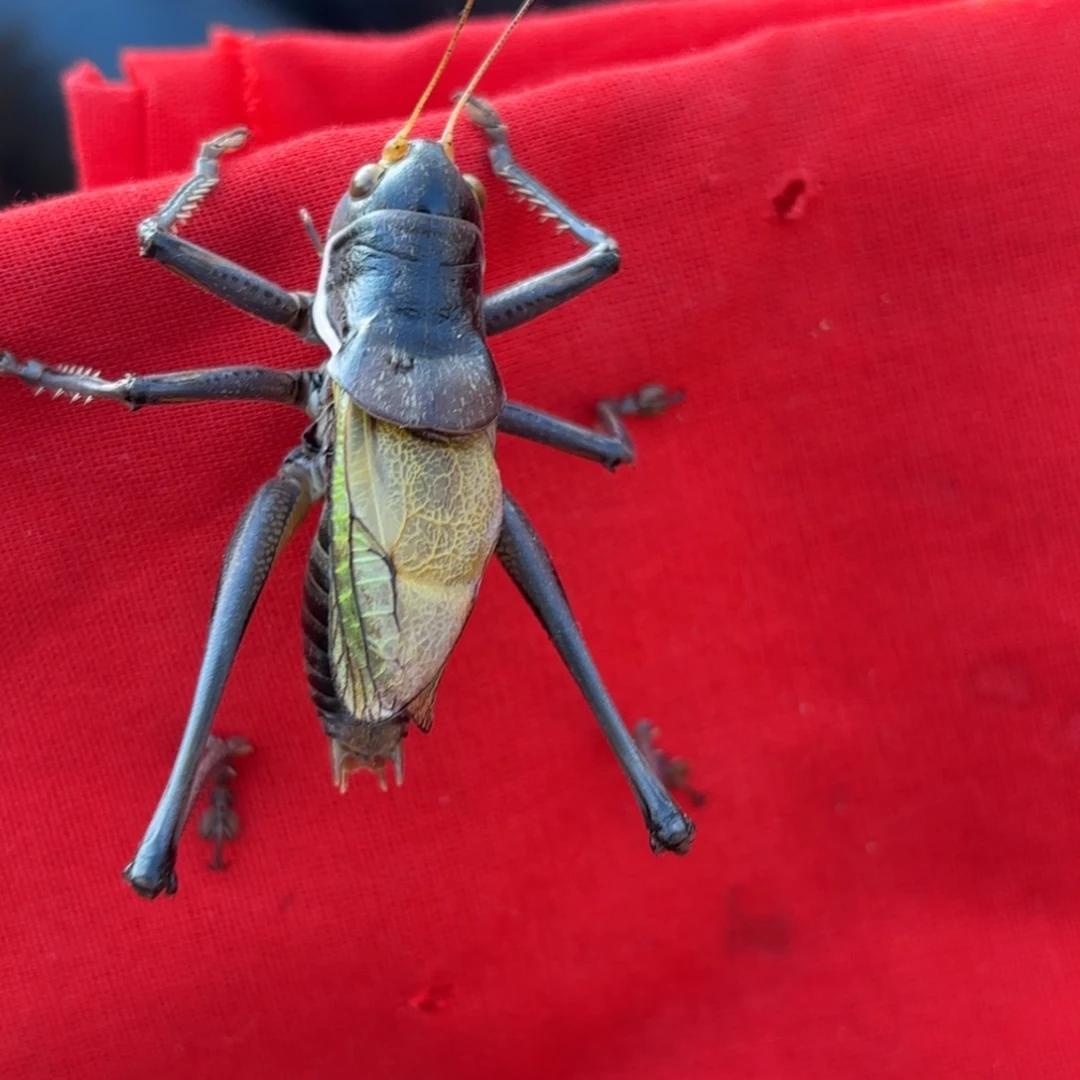 霍***达蝈蝈蝈蝈福福价格