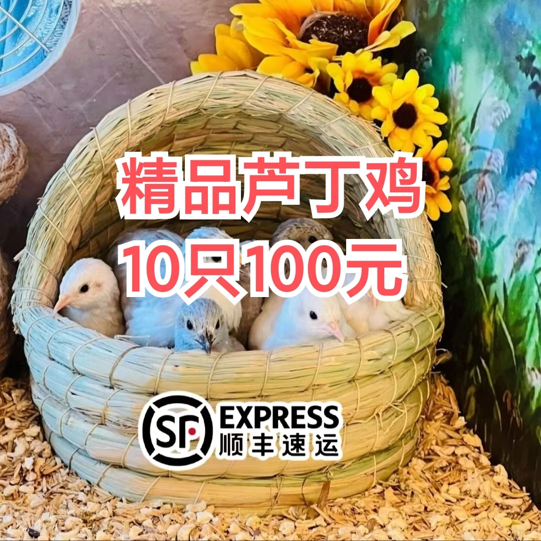 一百米十只两个月左右青年芦丁鸡  非生鸡肉 包冰率不含冰