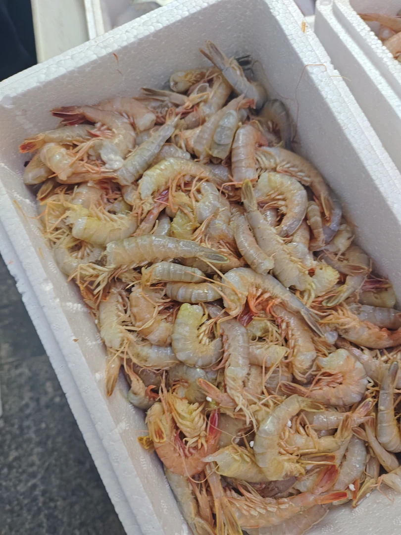 《去头铁皮虾 》做馅 海味足 5斤装 天津发货