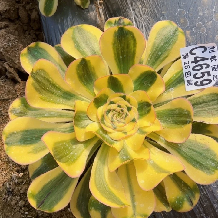 4659多肉植物法师王妃法师