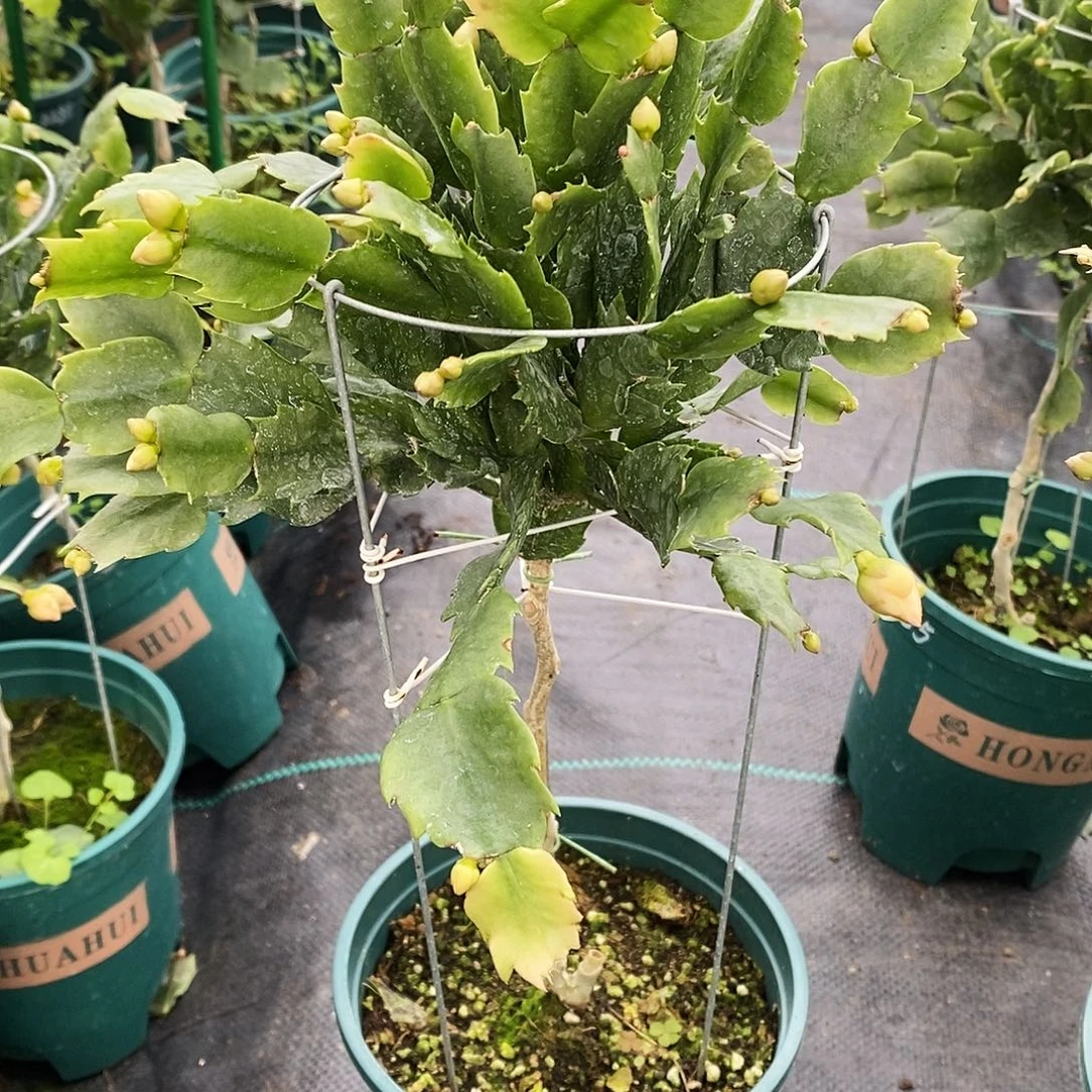 爱***人完全开放福利款单层