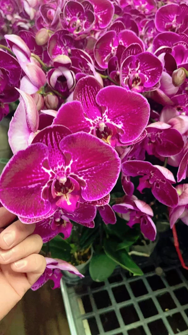 蝴蝶兰【六星上将】大花型 稀有品种 室内好养 广州基地直发