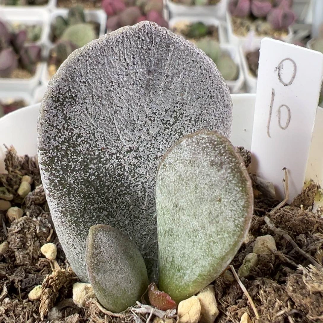 w白粉款实生新品多肉植物