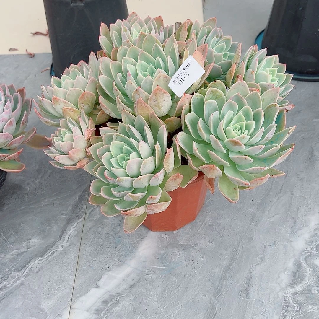 锦***s053丝绸多肉植物多肉