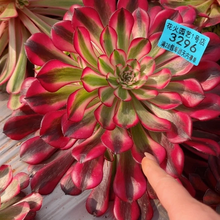 红铜白3296多肉植物