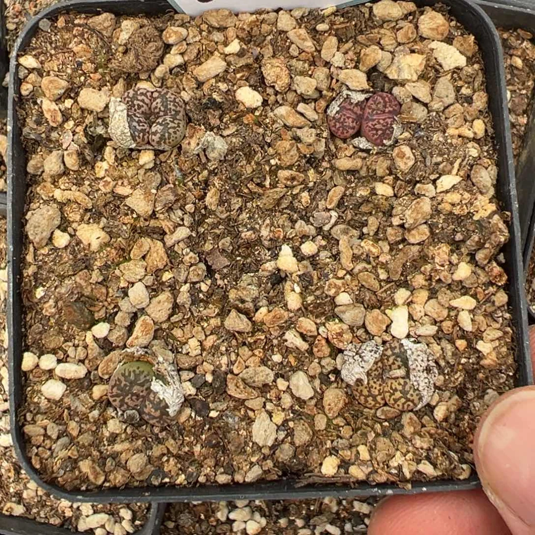 5-203肉锥多肉植物，