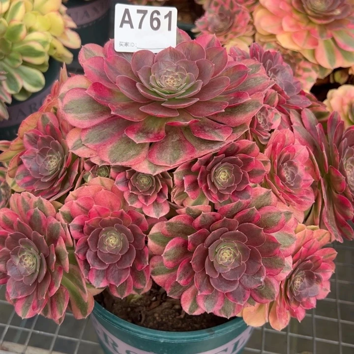 761雨荷25厘米左右