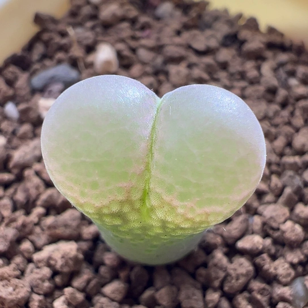 957优选1777胭脂扣