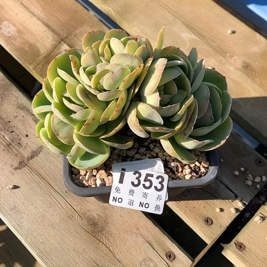 n***.鸡蛋碧桃缀化353 叶子冻伤不售后