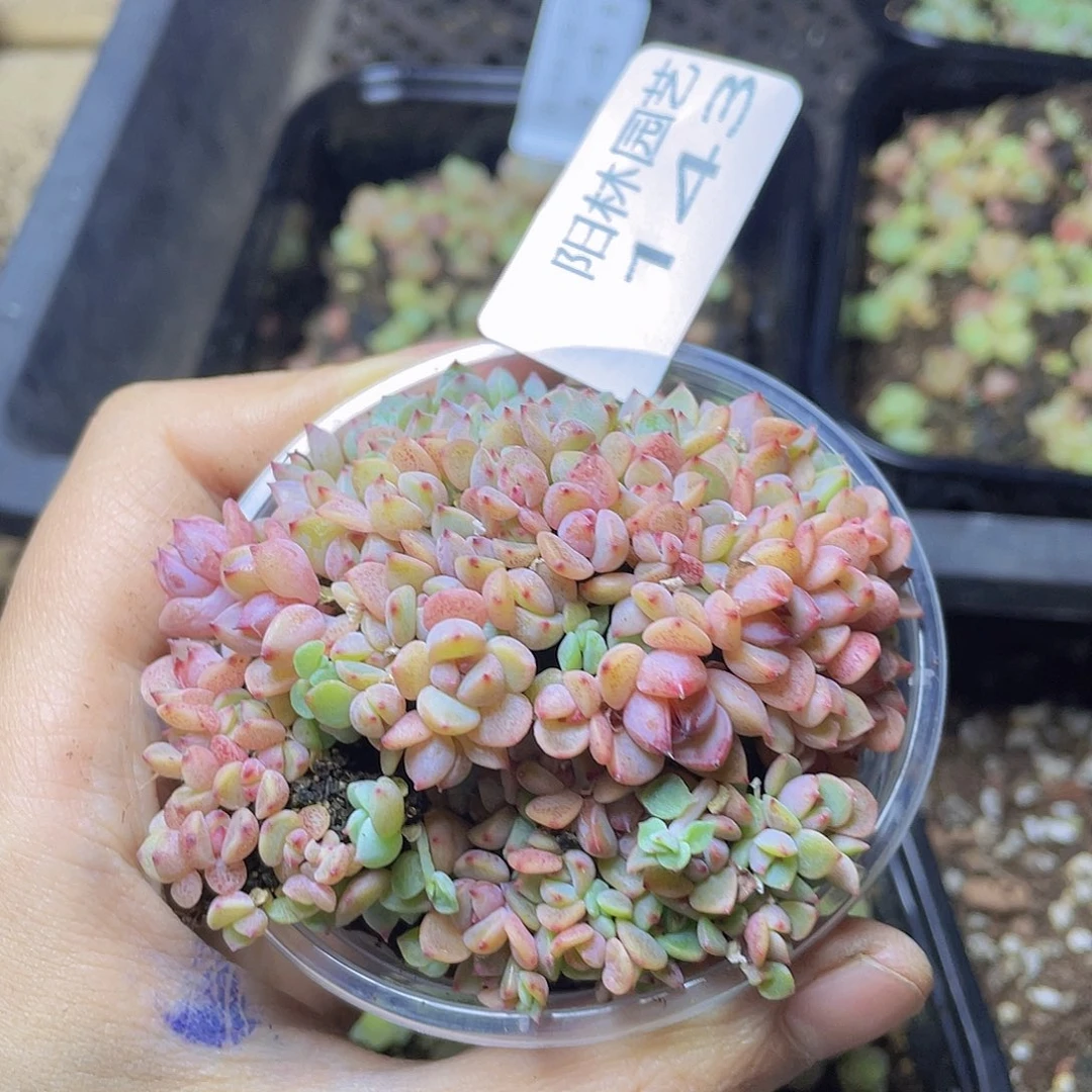 多肉植物多肉植物143