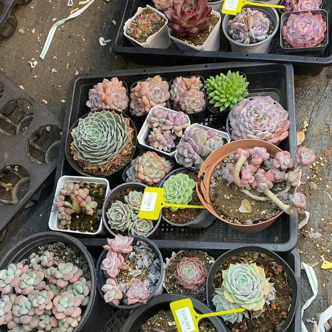 血***疤三筐1103011。1102217。1105006