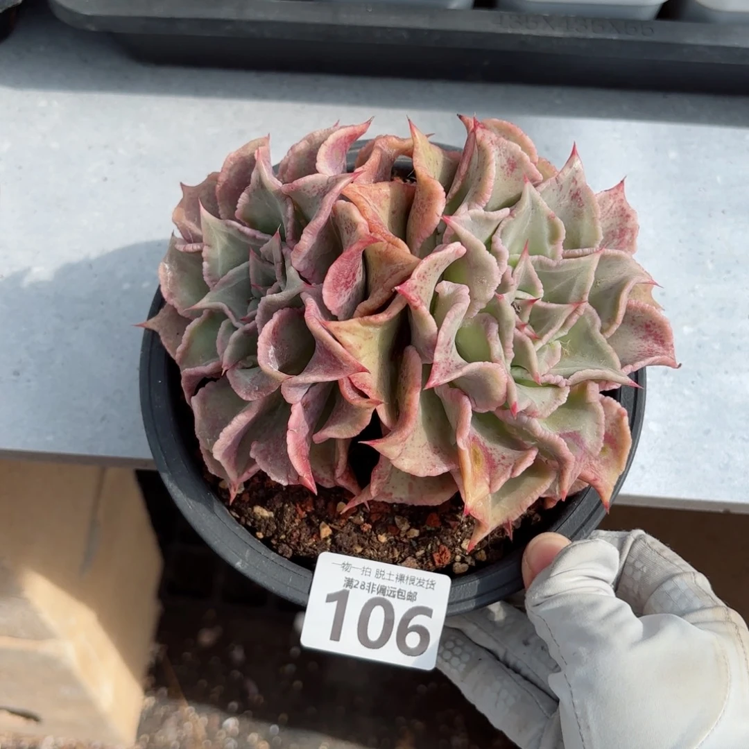 饺子皮老桩无盆土发货