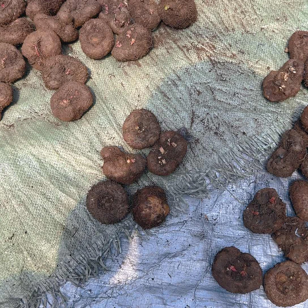 无花朵夫妻海棠种球系列五个 小球