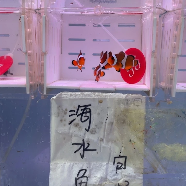 海水鱼精品黑边4条3-4