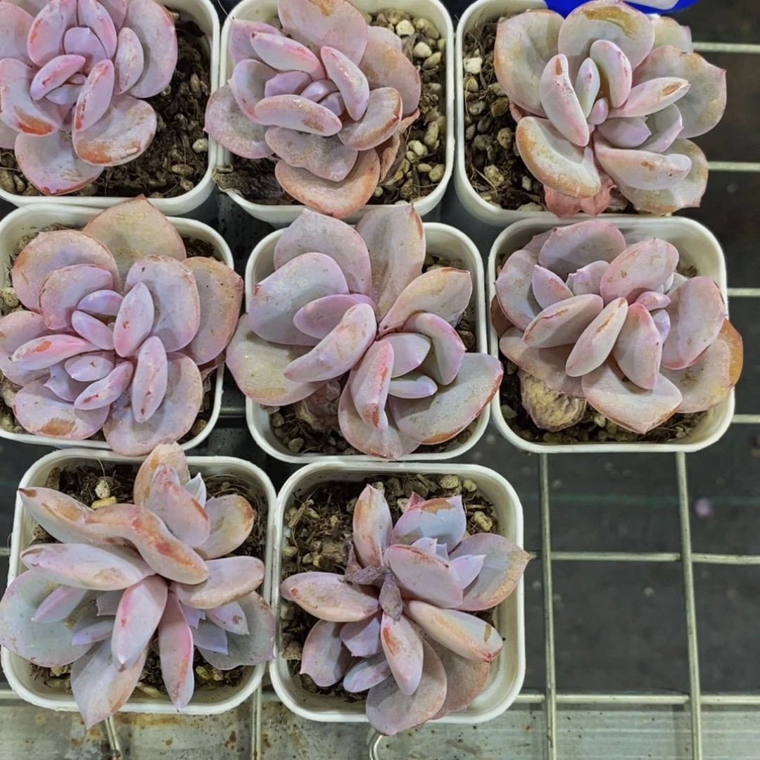 89-精品正版小奶茶双头一个