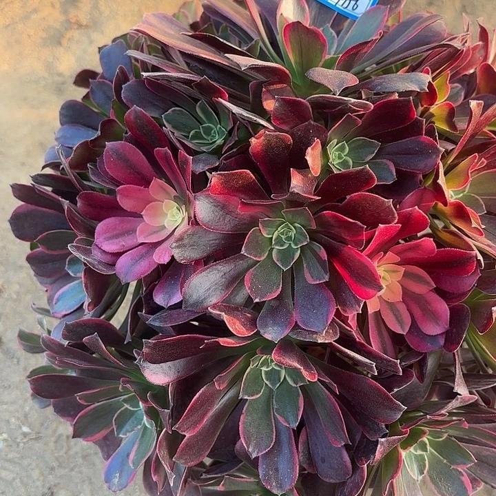 金丝雀多肉法师不包损156