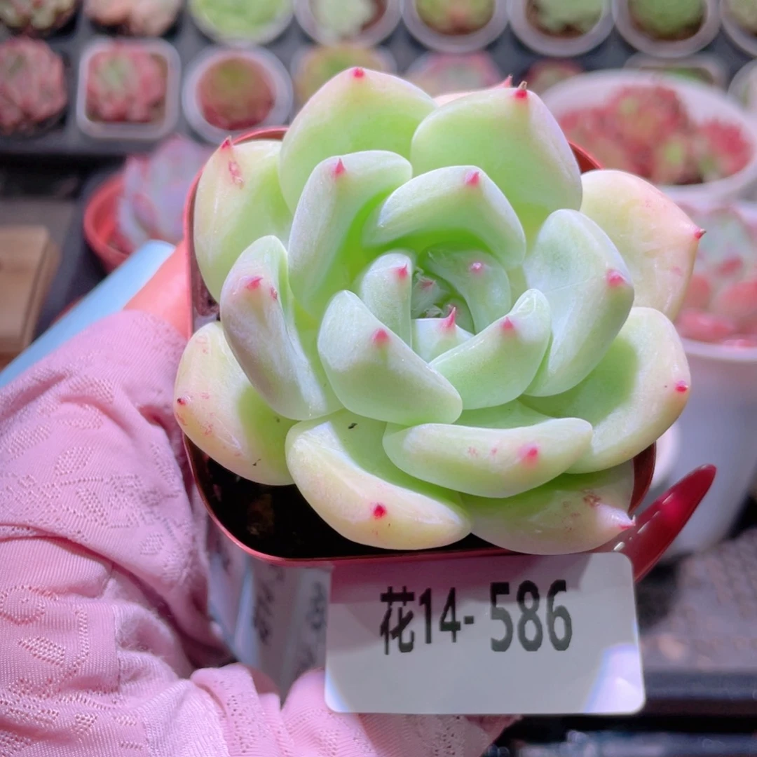 花利美14-586白拉糖