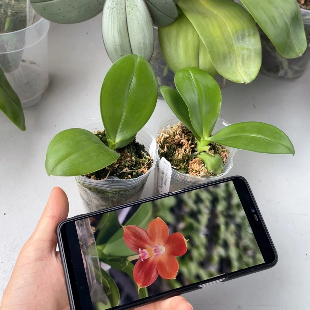 无花朵盾交黄故事分生最后2颗98出