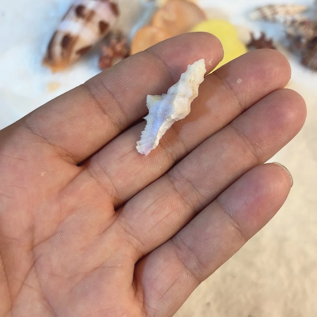 天然海螺贝壳标本福利