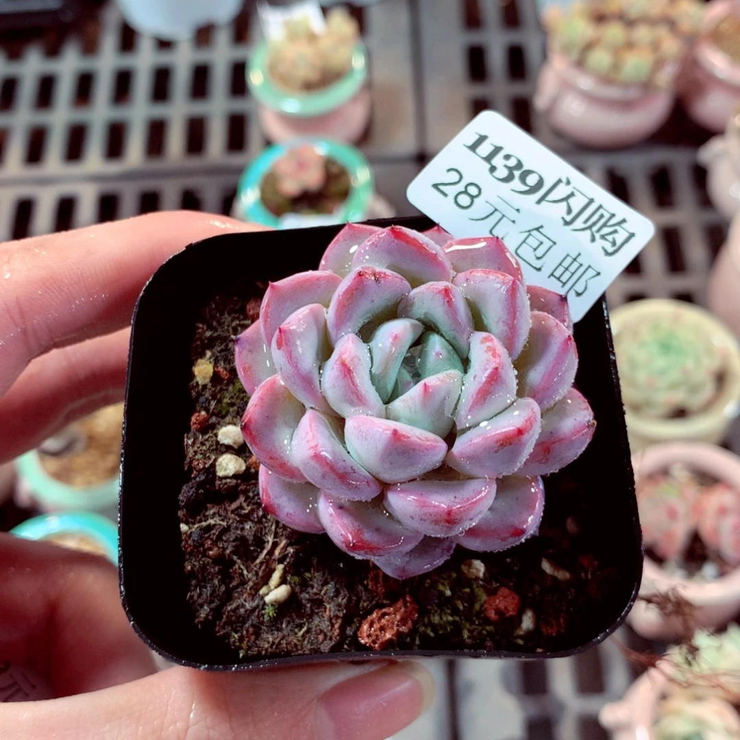 5cm盆精控多肉1139