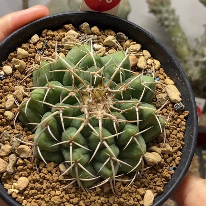 实生圆盘玉6.9cm9698
