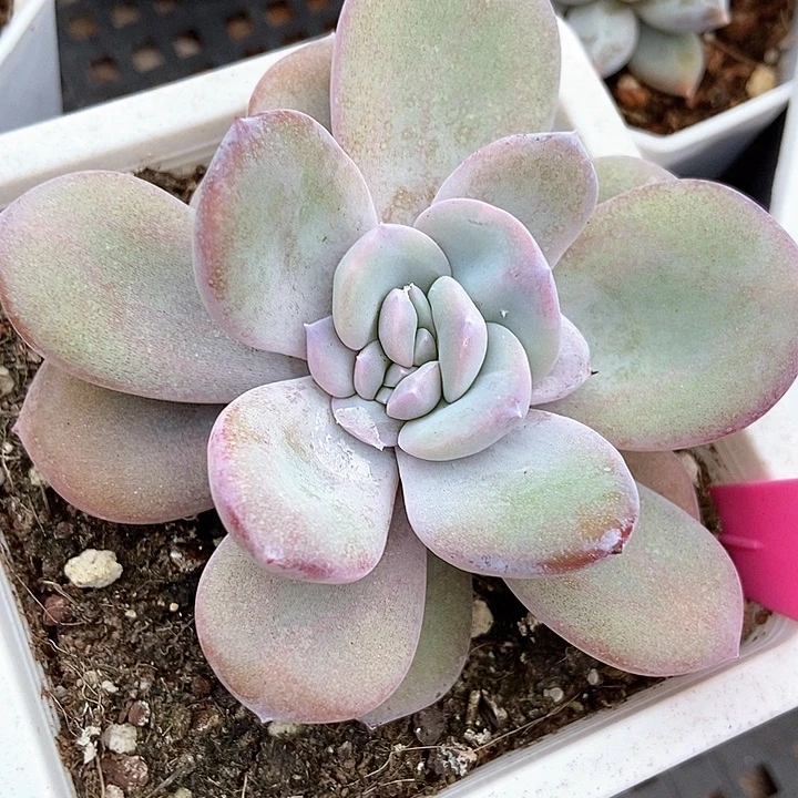 多肉植物韩版奶茶125多肉