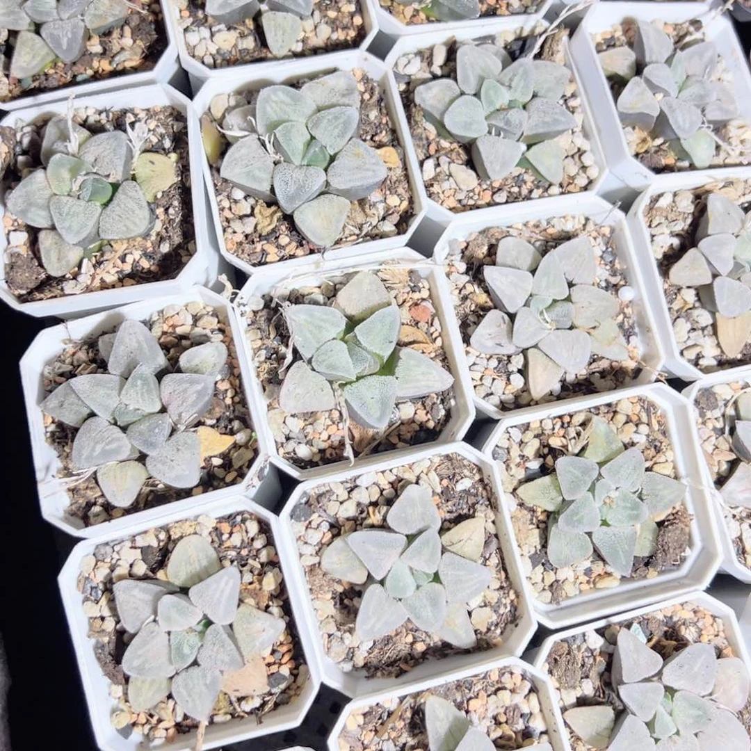 变异冰钻多肉植物一颗玉露