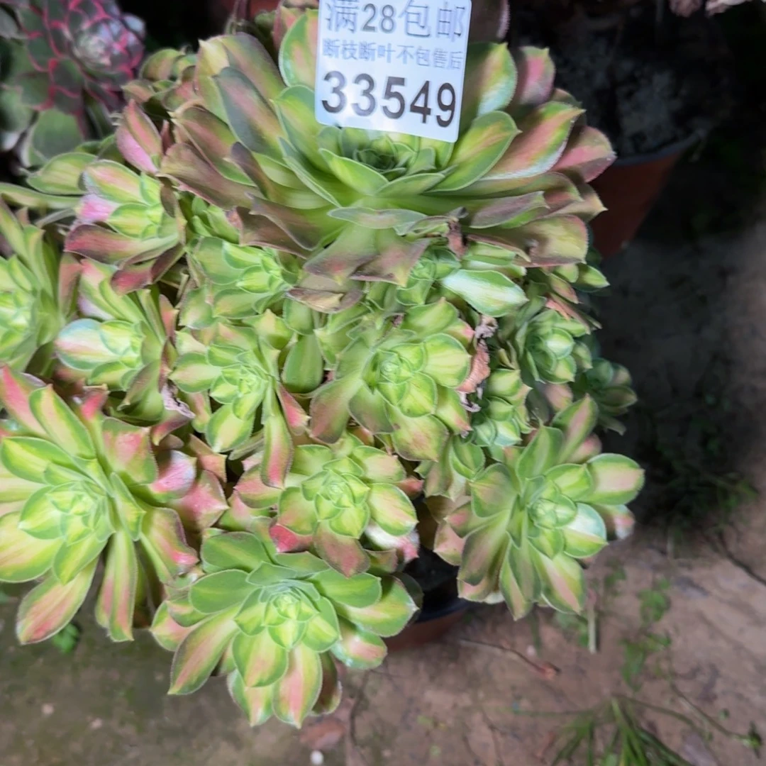33549韶华多肉植物