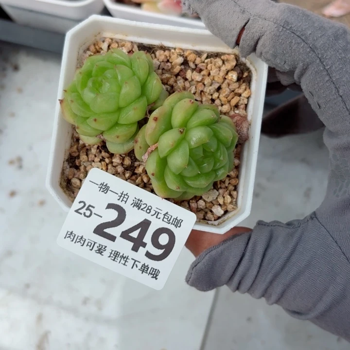 灯泡珍妮无盆土发货多
