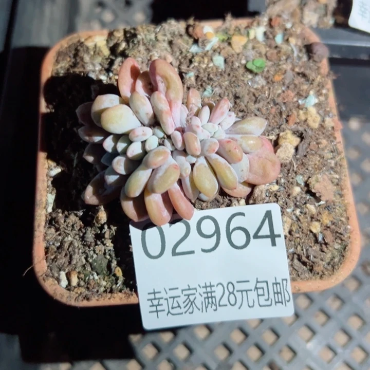 幸运的是我还在努力地生活