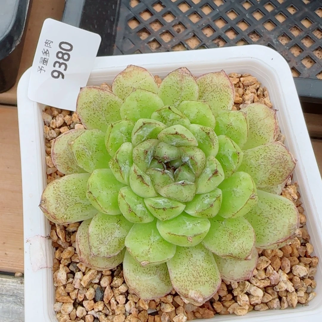 赤水晶，9380多肉植物