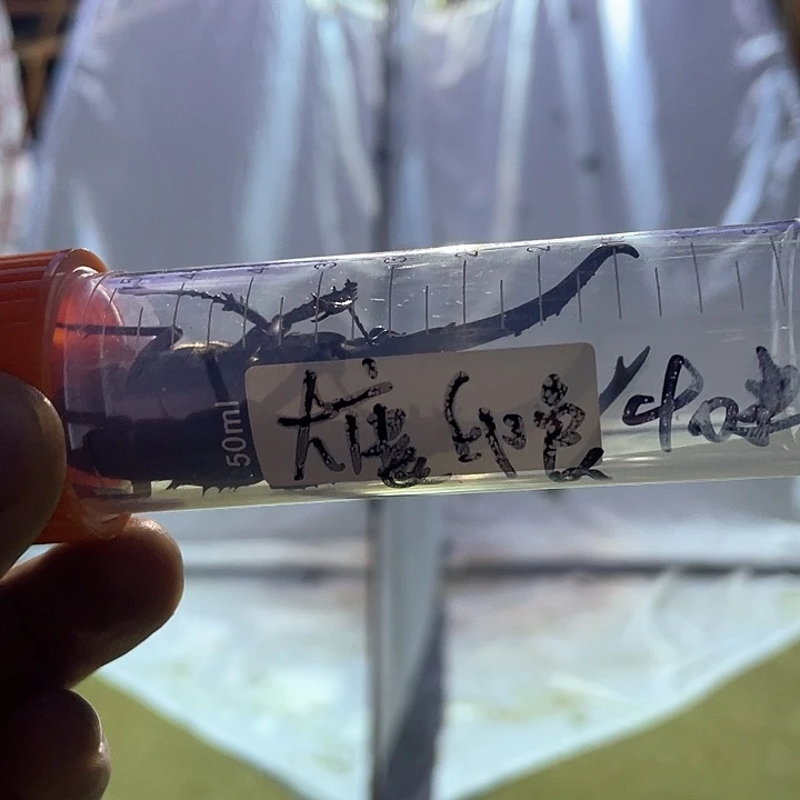 广告词GV宝贝宝贝嘎嘎嘎