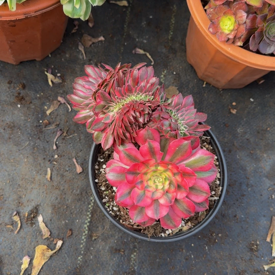 8888多肉法师锦111