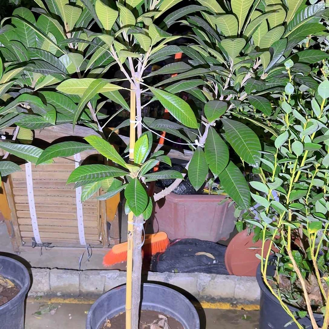 谈**行果树111111111111