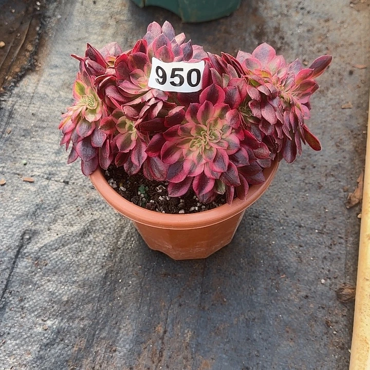 精品多肉植物0950