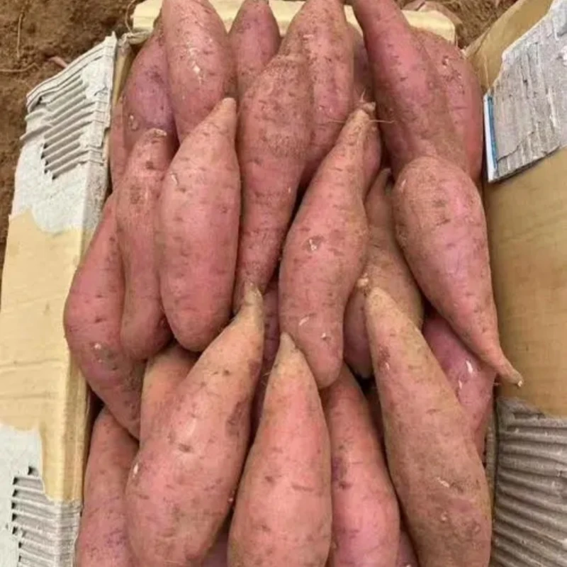 【小鑫】 农家特产代收山货红薯