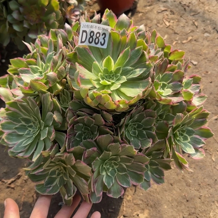水蜜桃……多肉植物……