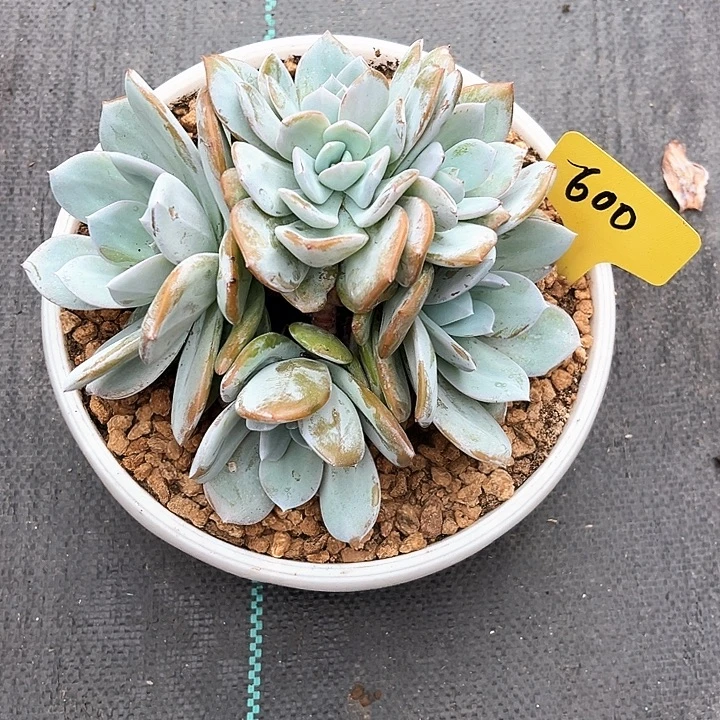 l***y奶茶600号码牌子的话题