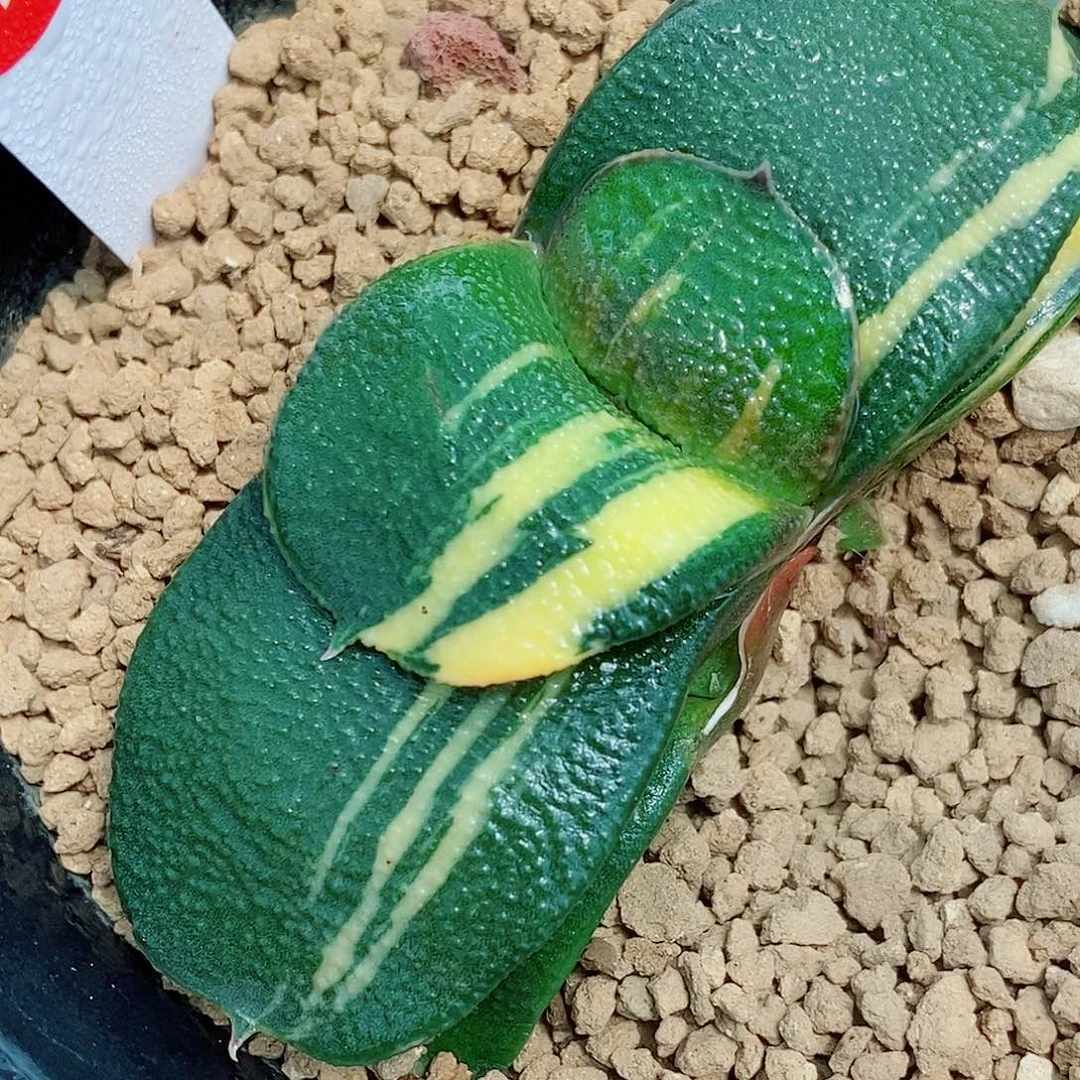 初*℡78卧牛实生锦带盆发货