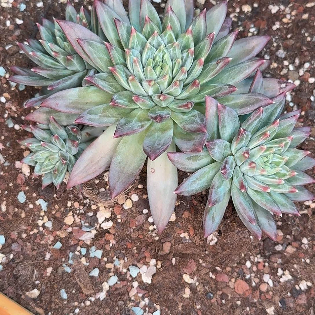 ****光光哥多肉植物寄养