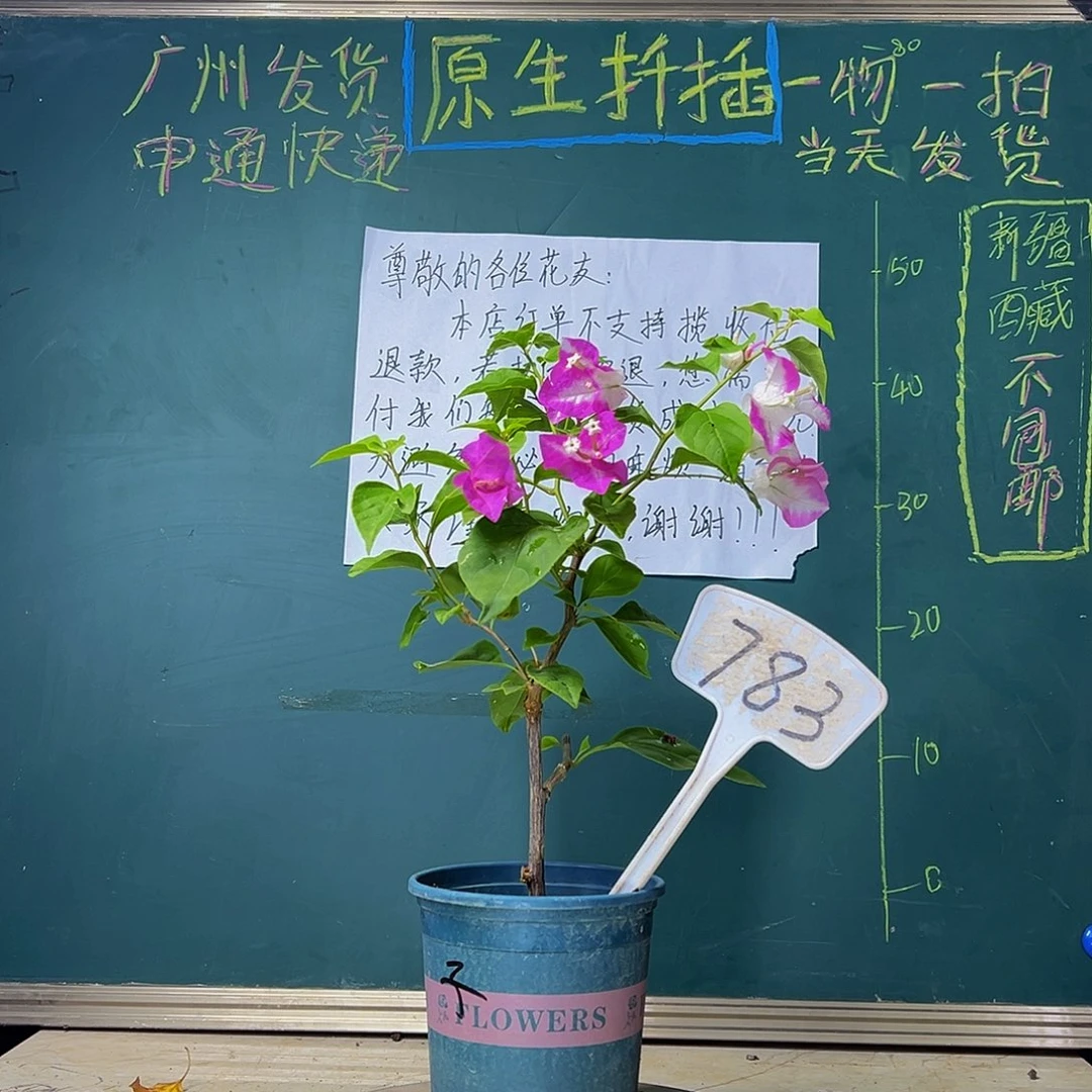 当前无花栽培后可以开花 福利  椰子冰  783