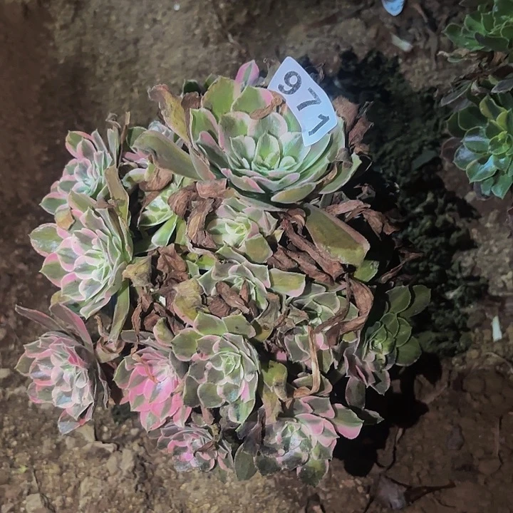 971糖果菊多肉植物不售后