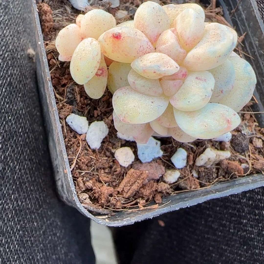 小卡拉米糖心一物一拍