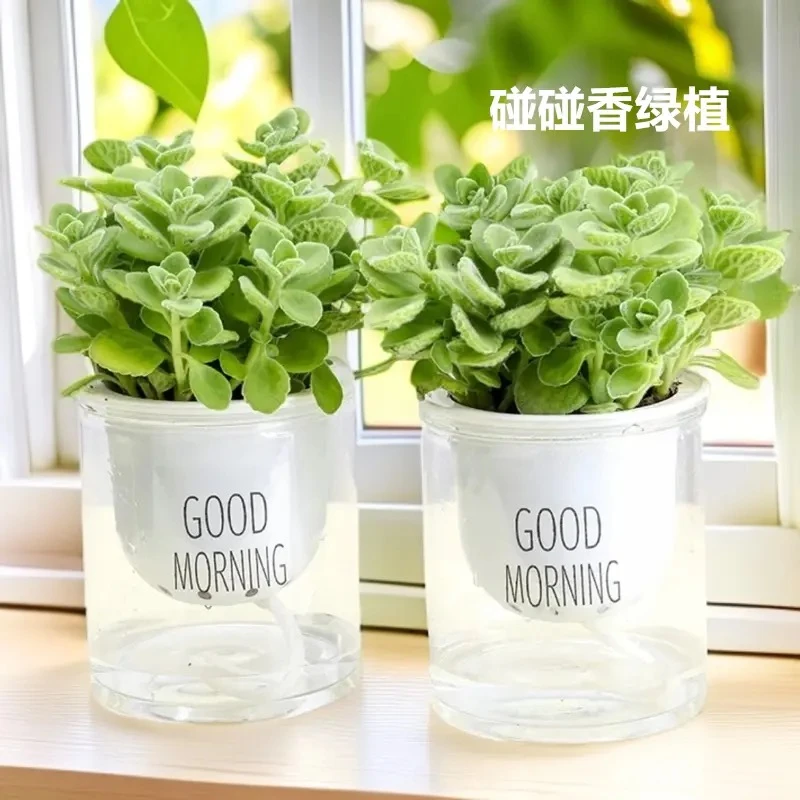 碰碰香花卉盆栽室内阳台易活净化空气可食用绿植夏季驱蚊驱虫植物