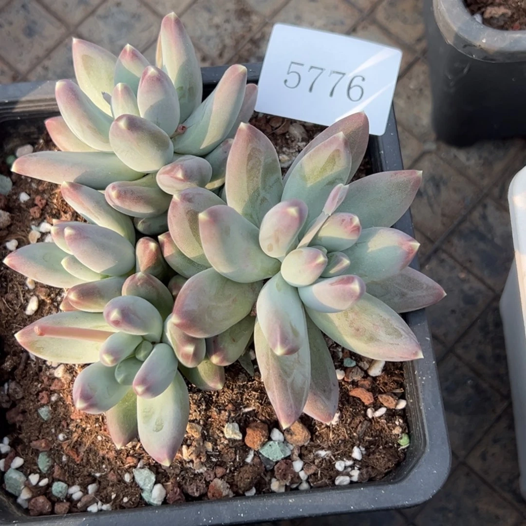 翠*姐5776多肉多多多多