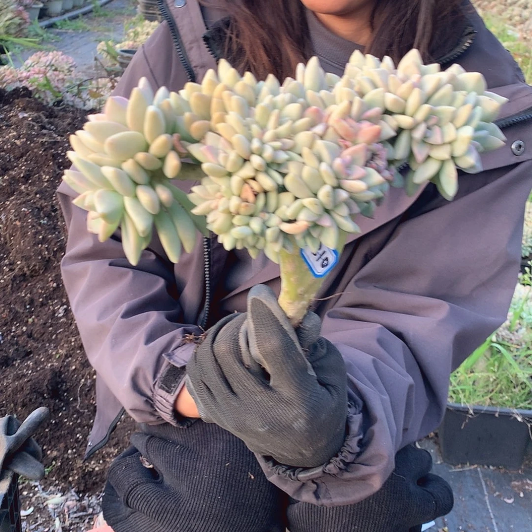 310 淡雪缀 一物一拍