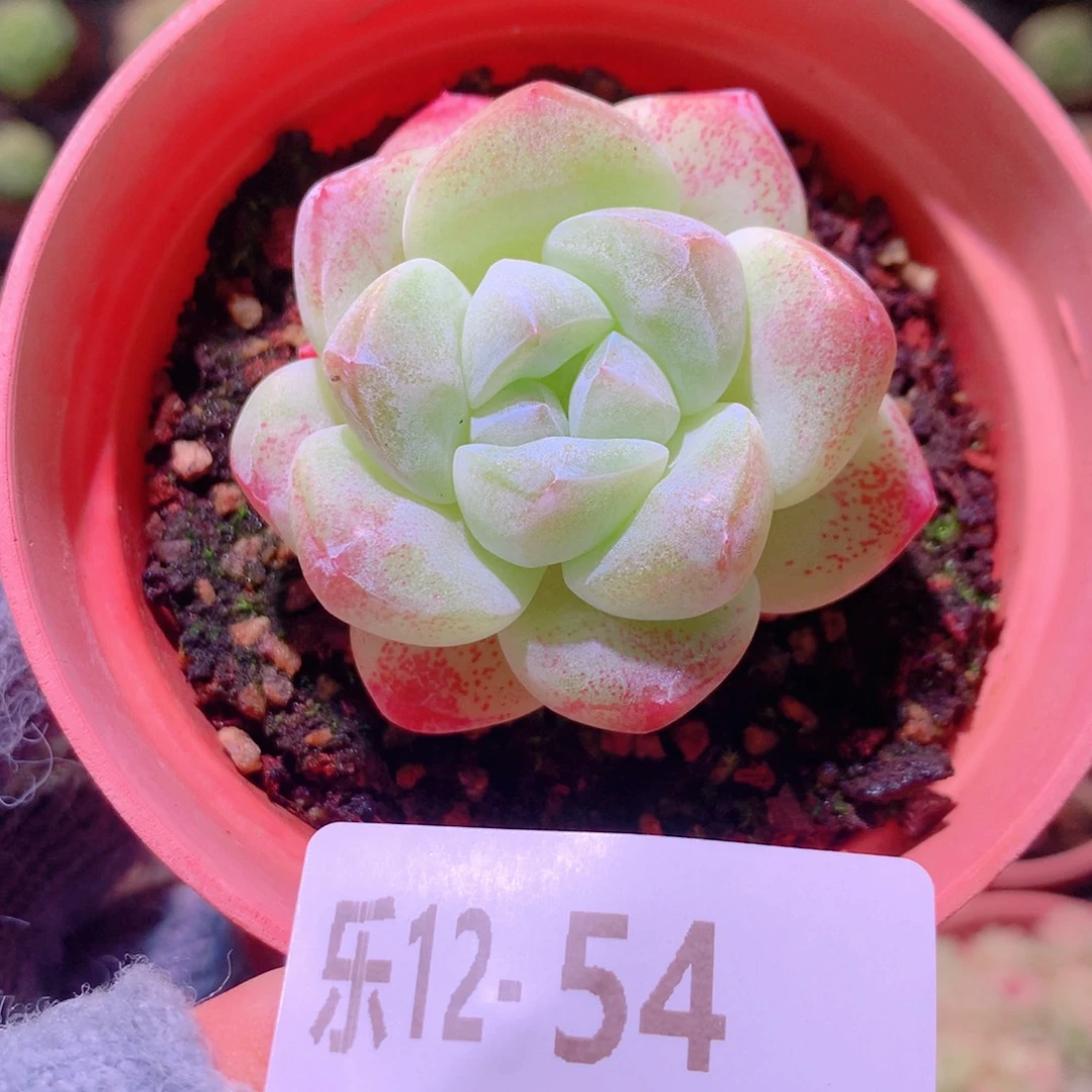 乐然12-54 冰玉单头