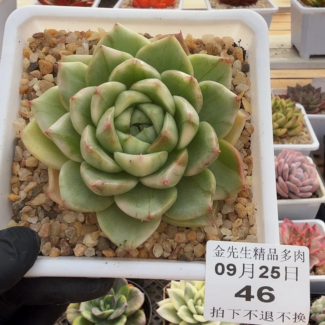 0925-46小包子锦单头