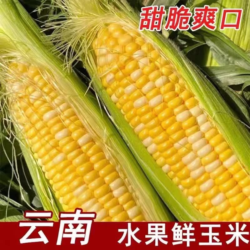 云南水果甜玉米新鲜可生吃清甜多汁适合榨汁蒸煮
